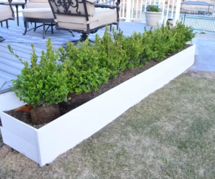 Deck ideas: Closeup of white planter box with small shrubs next to deck
